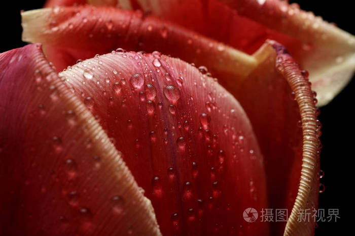 庆祝 植物 美丽的 开花 花瓣 招呼 春天 郁金香 礼物