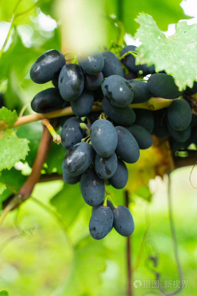 花园里树枝上的一大串黑熟葡萄