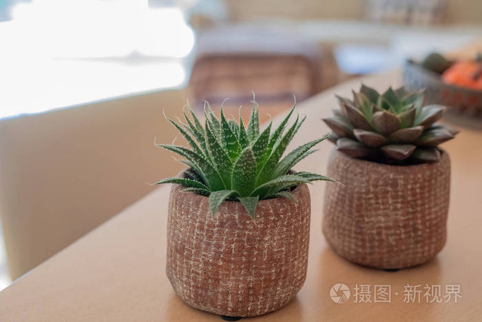 Little succulent pot plant on wooden table background with soft 