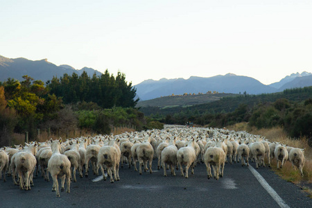 新西兰路上的一群羊新西兰农村公路上的汽车通往亚瑟的路通过新西兰