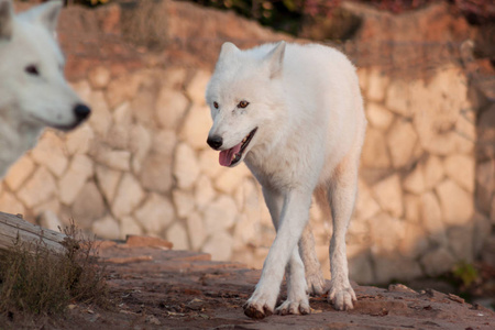 两只白狼该喂吗图片