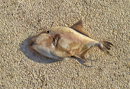 沙滩上的鱼,干涸了照片