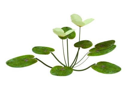 白色上的欧洲蛙类植物三维渲染图片