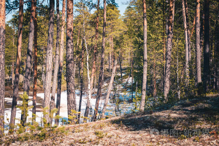 西伯利亚泰加山松树间冰的森林泉河