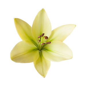 一朵百合花图片-一朵百合花素材-一朵百合花插画-摄图新视界