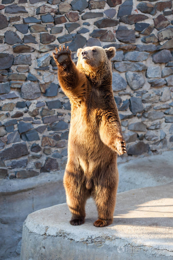 动物园里的棕熊