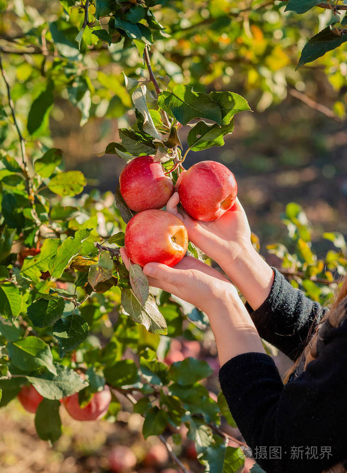 秋天收获苹果白色的雌性手从苹果树上摘下一个苹果