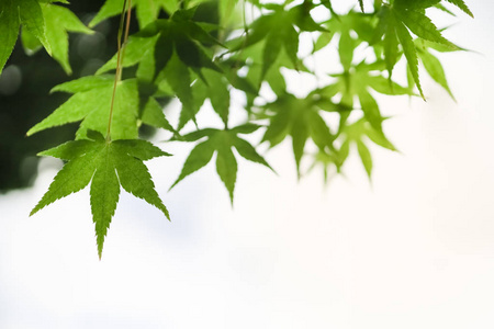 美女在枫叶林中图片