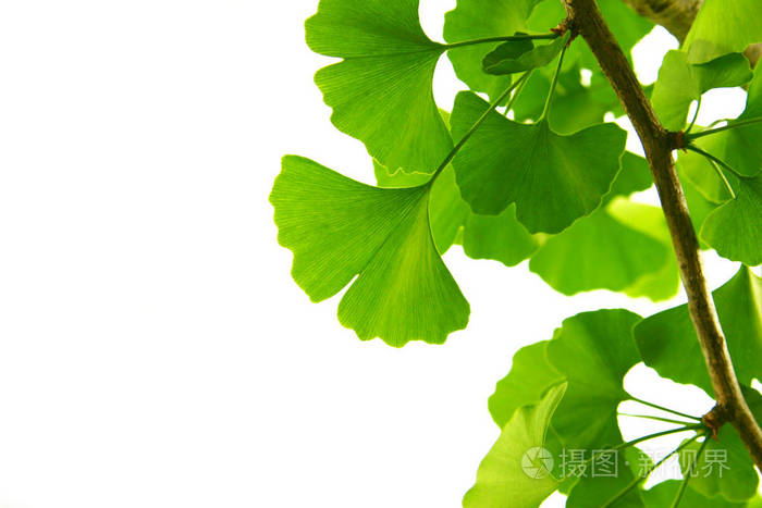 银杏树上的绿叶白果树的叶子在明亮的天空