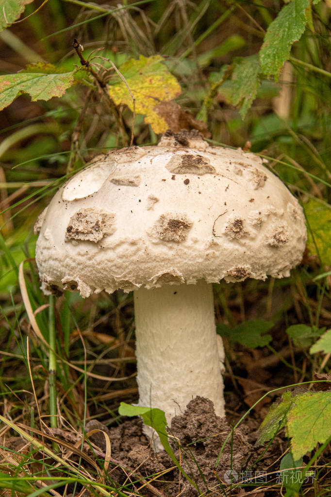 一个大的白色蘑菇戴着白色的帽子和白色的树干