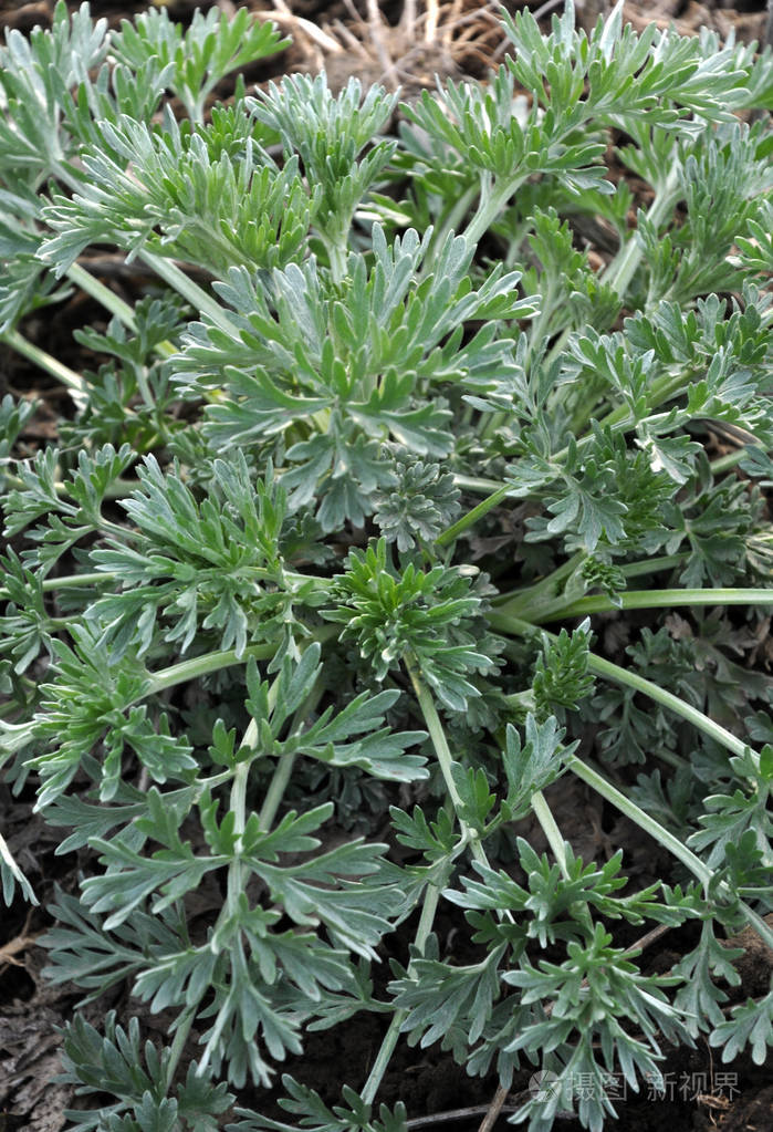 在自然界中青蒿长得很苦