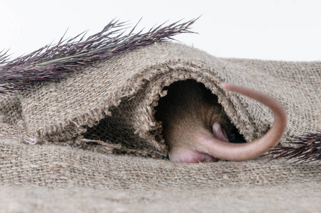 爱的袋子可爱的老鼠在一个旧袋子里散步照片