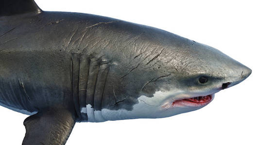 海洋食肉动物图片