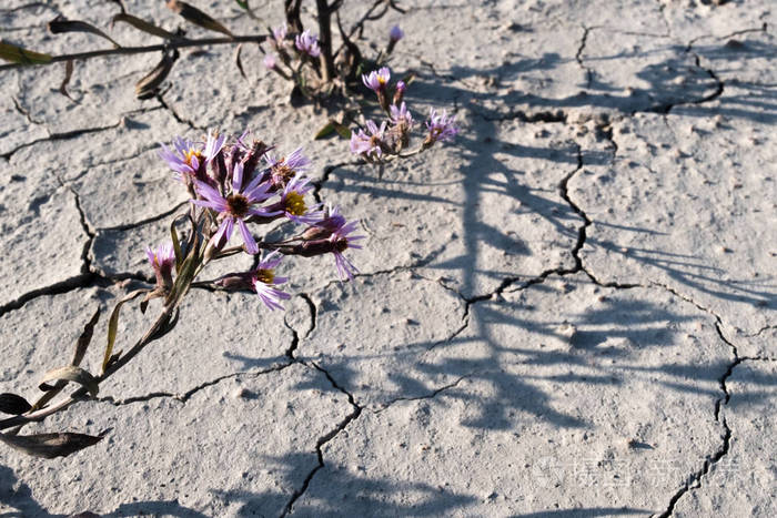 花绿色旱地裂缝灰灰色灰色地面光影背景景观地形细枝