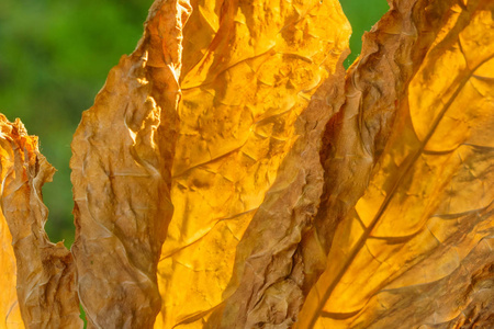植物区系特写干烟叶特写镜头照片