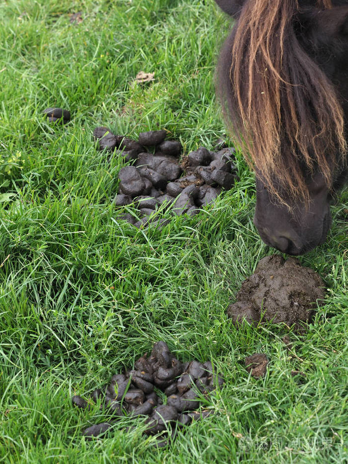 马粪