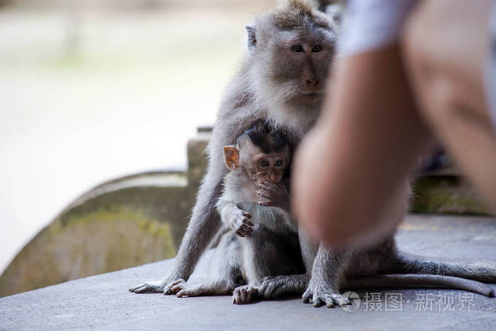 可爱的打呵欠的小猕猴和妈妈在一起人近看
