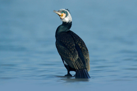 鸬鹚在河里栖息,德国,欧洲.照片