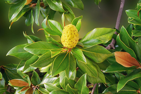 木兰树的一个分枝(广玉兰),有叶子和一个果实照片