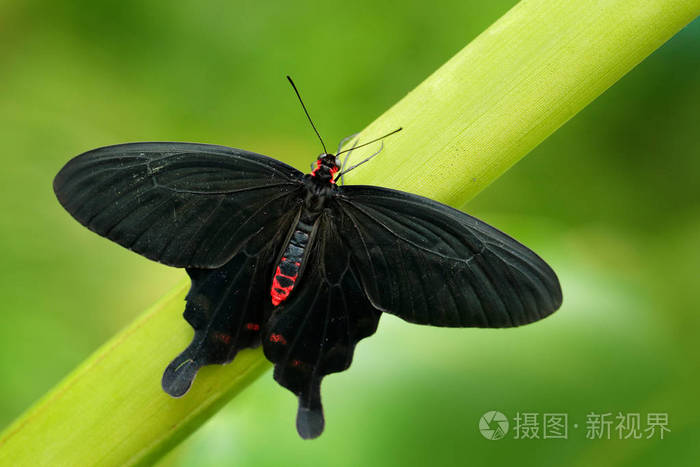 黑短尾鲷长喙蝶美丽的黑色和红色毒蝶在自然绿色森林栖息地来自印度尼