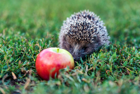 刺蛋白多刺的刺猬在苹果附近的绿草上照片