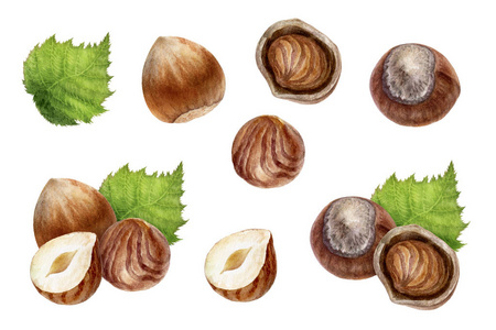 纯化的子和贝壳, 近距离的坚果榛子零食隔离, 手绘水彩插图在白色