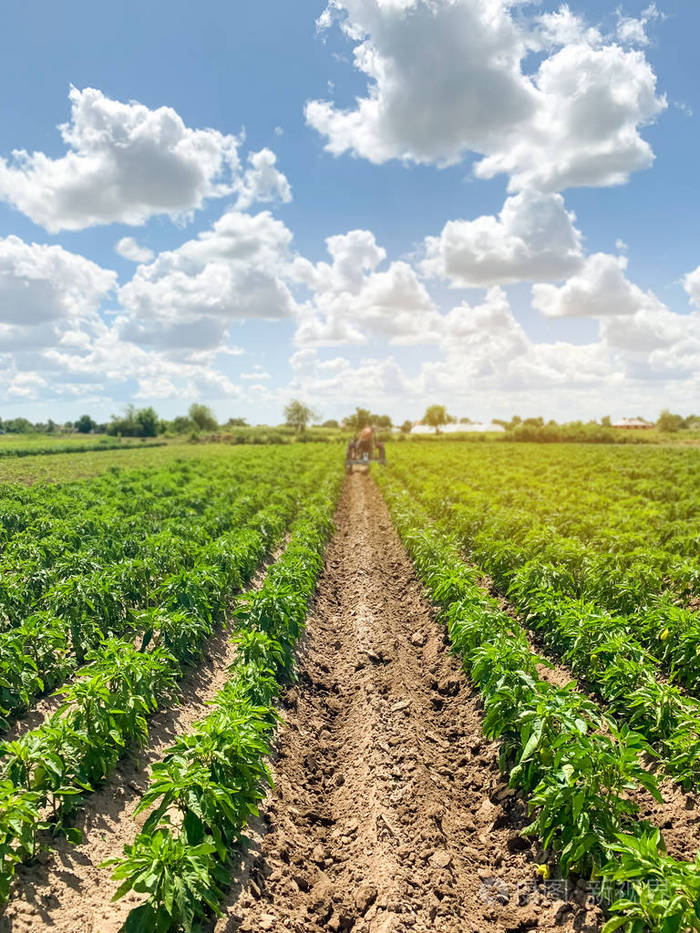 阳光明媚的一天在农场上种植一排排的小辣椒种植有机蔬菜环保产品农业