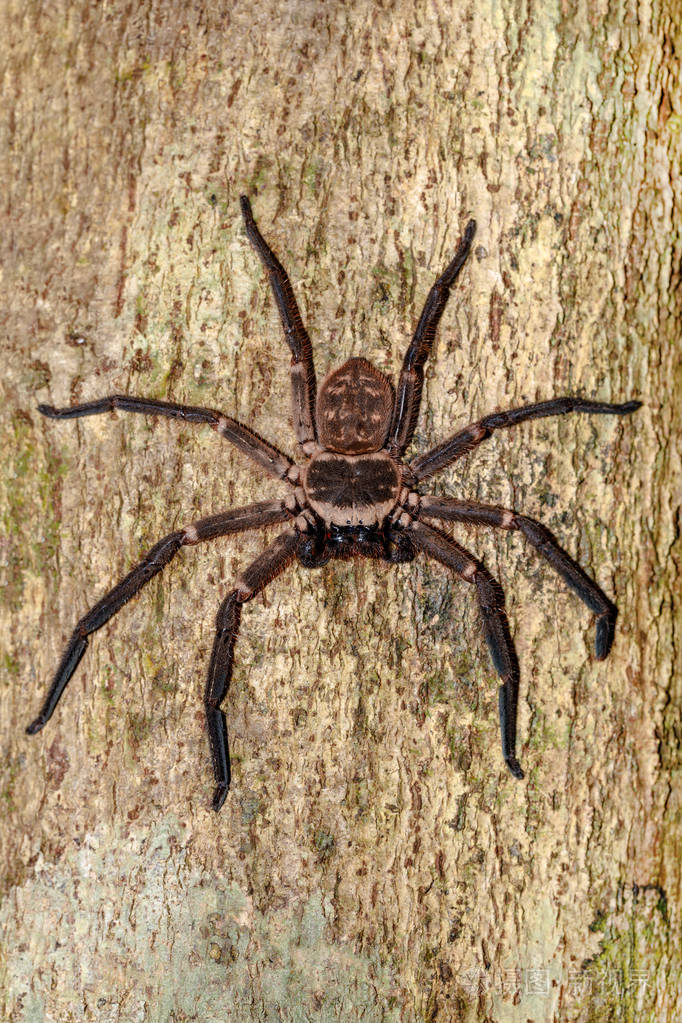 马达加斯加树上的巨型猎人蜘蛛