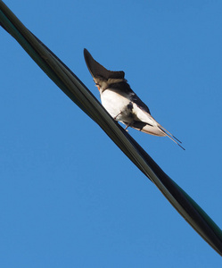 蓝天下电线上的燕子图片