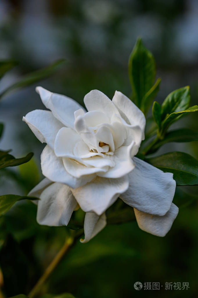 栀子花特写