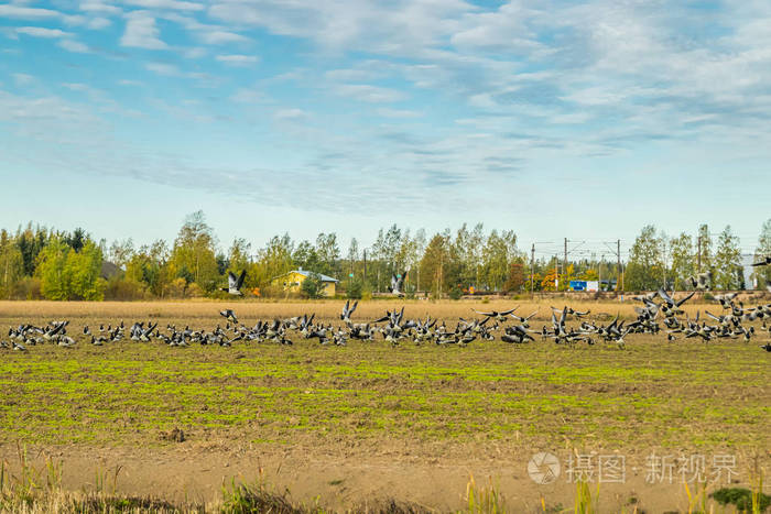 一大群藤壶鹅坐在田野上，在地上飞翔。鸟类正准备向南迁徙。2019年9月，芬兰