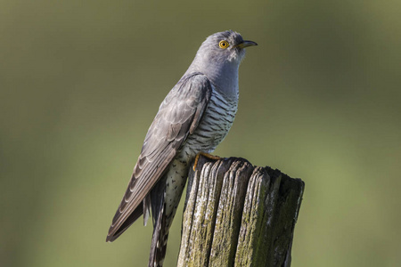 布谷鸟图片大全