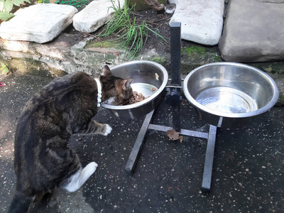 白领跳蚤猫吃狗碗里的食物图片