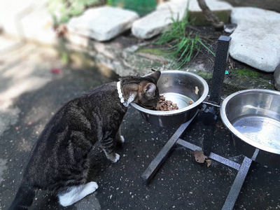 白领跳蚤猫吃狗碗里的食物图片