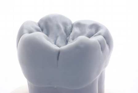 大牙蜡制大牙模型摄影图