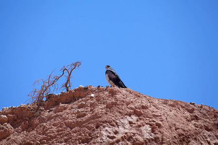 阿根廷卡尔查基山谷的猛禽图片