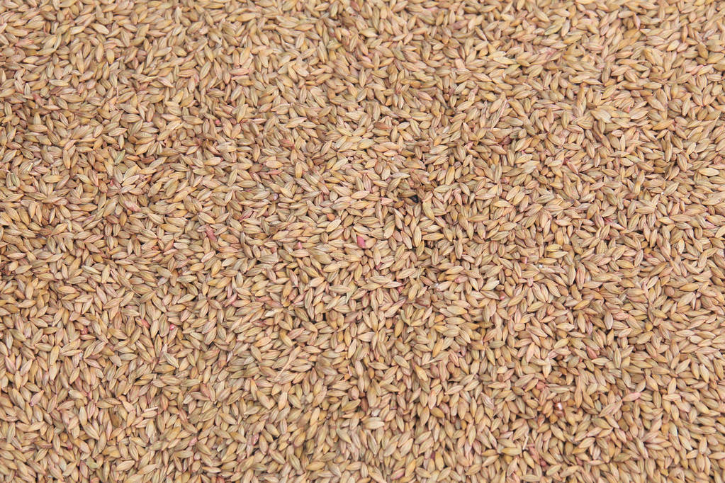 “一粒种子”凝集韶光匠心——元谋县从“难繁”到“南繁”激活种业“芯”动力（二）