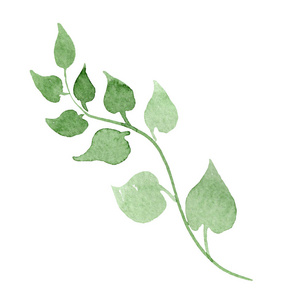 绿色植物花.水彩背景设置.独立的叶插图元素.照片