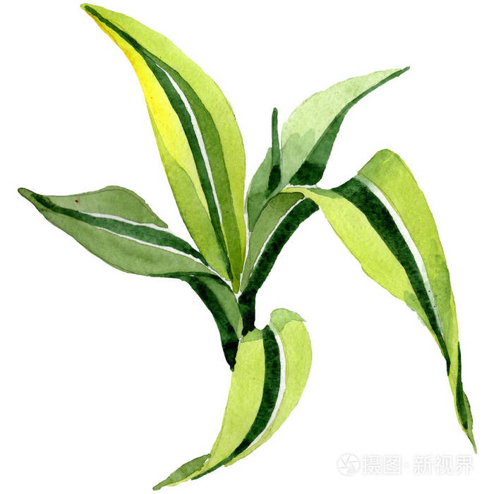 龙血树属植物花水彩背景设置孤立的龙舌兰插图元素