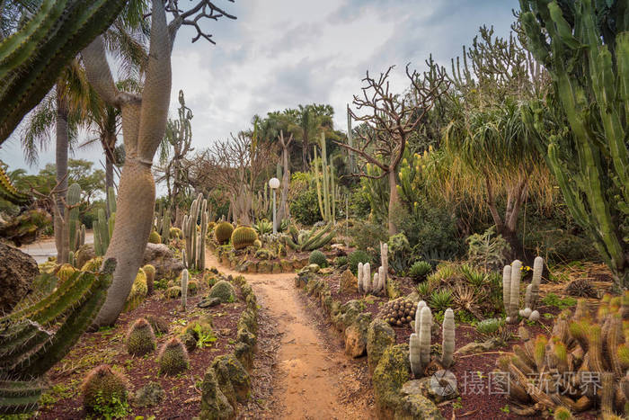 独特的仙人掌花园展示各种沙漠植物和仙人掌.以色列美丽的旅游景点.