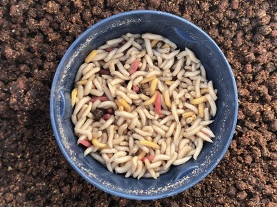 蛆虫图片 蛆虫素材 蛆虫插画 摄图新视界