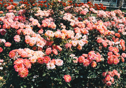 伊斯坦布尔植物园里的粉红玫瑰图片