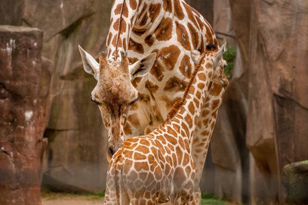动物园里可爱的小长颈鹿宝宝图片