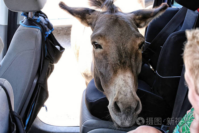好奇的驴头被放进车内