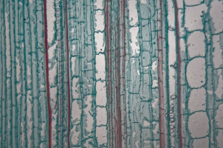 纵切面显微镜下玉米植株茎细胞的纵切面照片