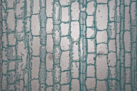 纵切面显微镜下玉米植株茎细胞的纵切面.照片