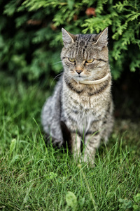 白领棕猫坐在草地上图片