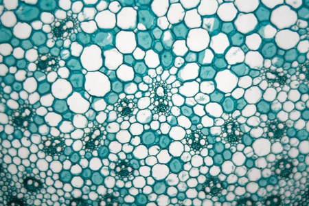 玉米横截面显微镜下玉米茎细胞的横截面照片