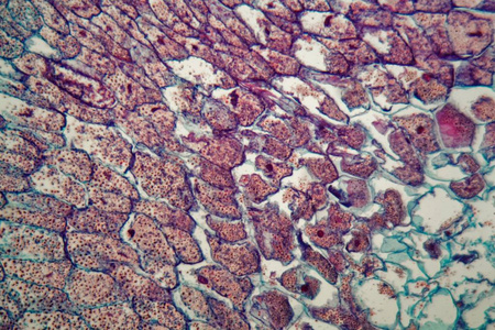 截面显微镜显微镜下玉米幼苗细胞的横截面照片