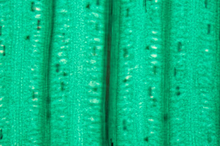 显微镜下的小麦叶表皮图片